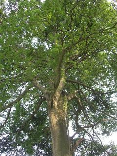 c0187298_9413534.jpg