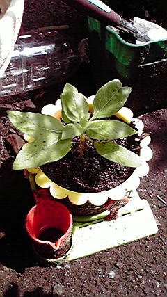 d0021500_9372920.jpg