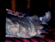 e0103408_14324875.gif