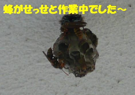 f0121712_1543191.jpg