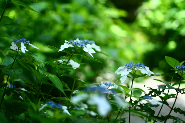 f0181018_17202630.jpg