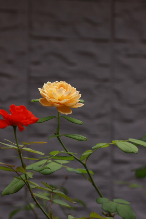 b0165522_5534371.jpg