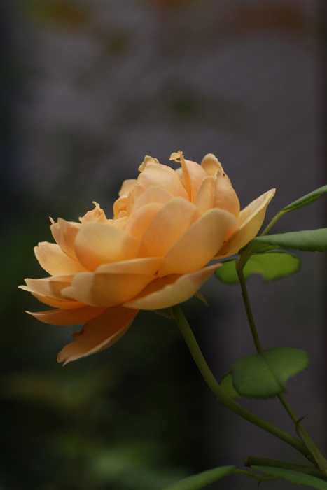 b0165522_633118.jpg