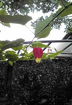 a0098027_17315577.jpg