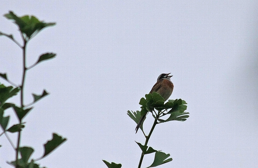 e0077041_11455780.jpg