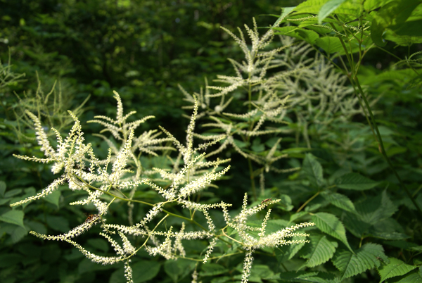 f0214649_1145309.jpg
