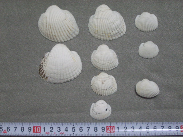 a0157451_22304458.jpg