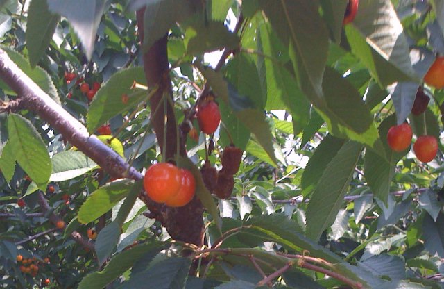 c0076764_10252088.jpg