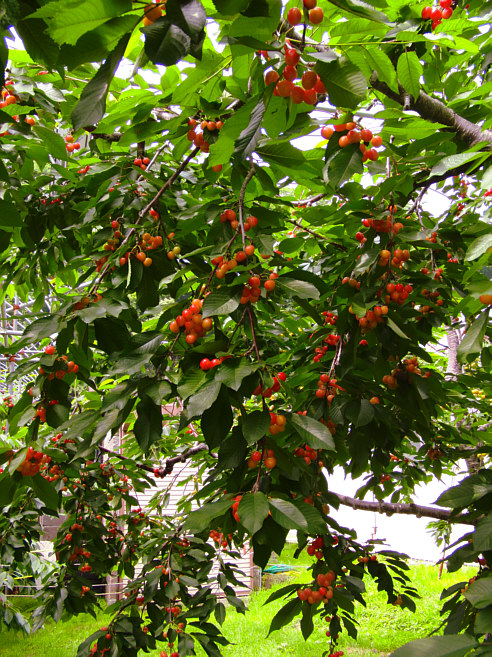 c0026870_20374511.jpg