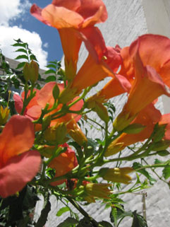 f0056476_7364279.jpg