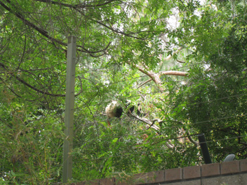 f0068883_3291349.jpg