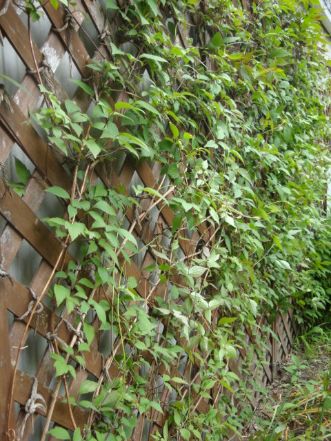e0175905_20462258.jpg