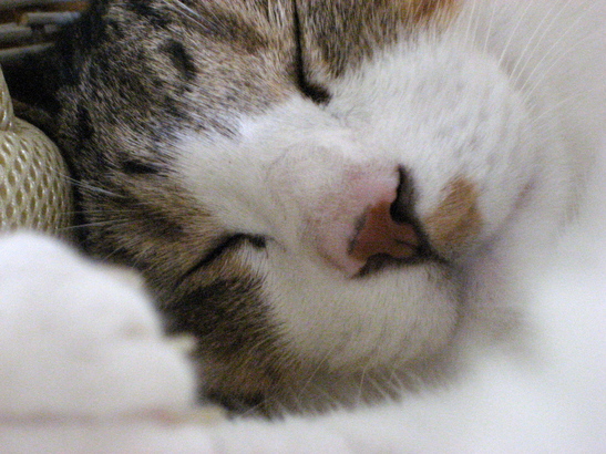 c0114110_1521774.jpg