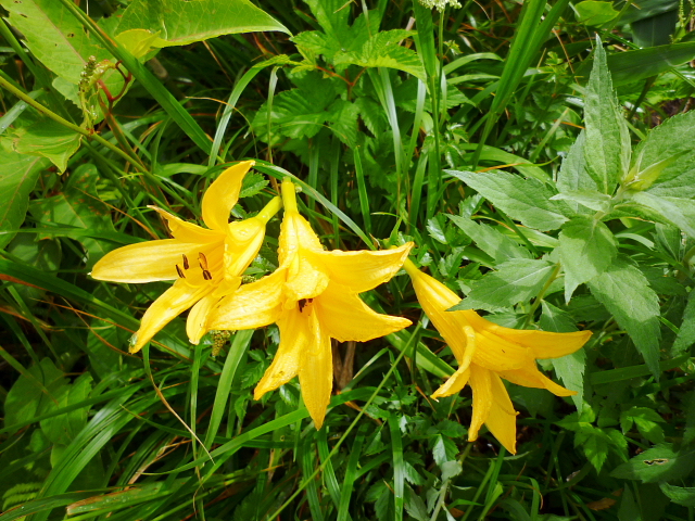 d0170615_1332183.jpg