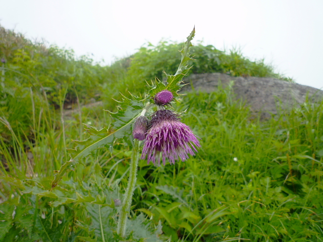d0170615_13333171.jpg