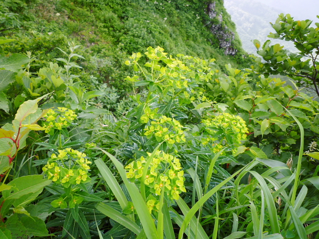 d0170615_1333363.jpg