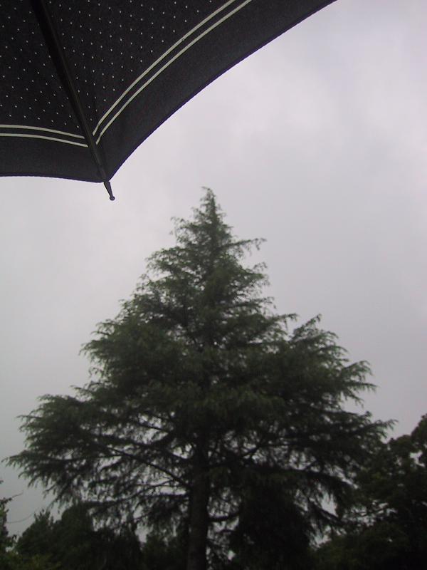 c0097620_2229445.jpg