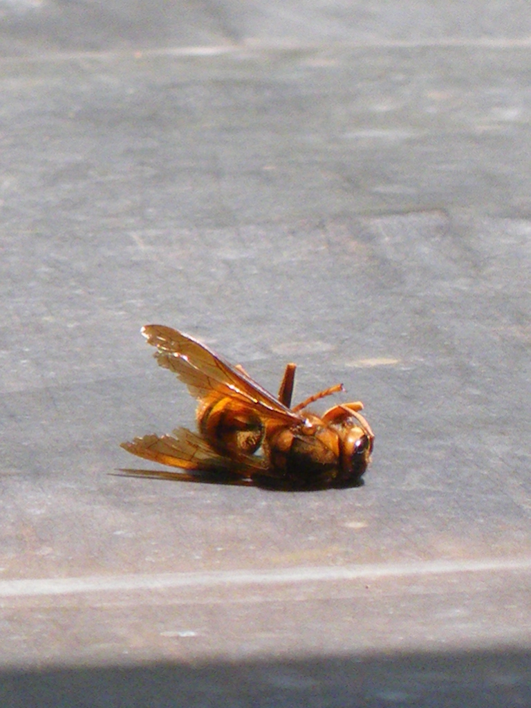 c0189724_11234778.jpg