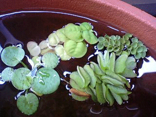 d0048332_23574430.gif
