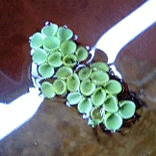 d0048332_2358055.gif