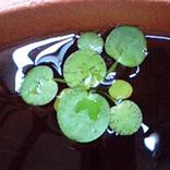 d0048332_23581118.gif