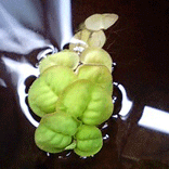 d0048332_23583679.gif