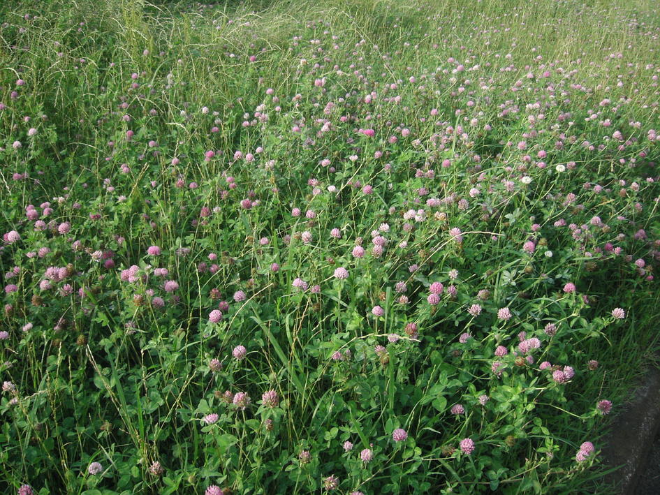 d0013834_1101316.jpg