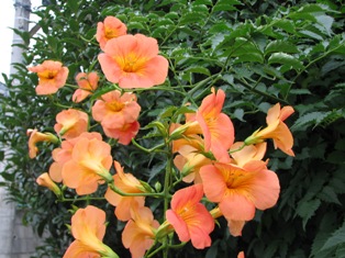 c0141844_2021441.jpg