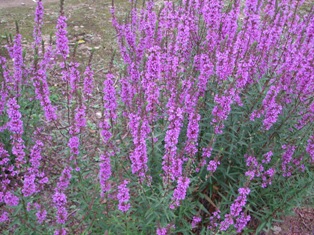c0141844_20221239.jpg