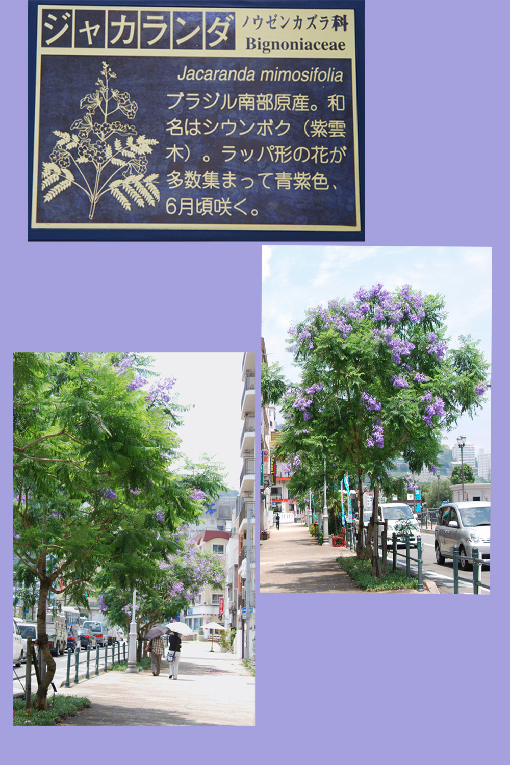 d0089358_22423376.jpg