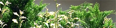 b0141865_11171385.jpg