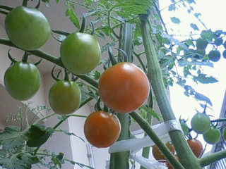 f0018790_183237.jpg