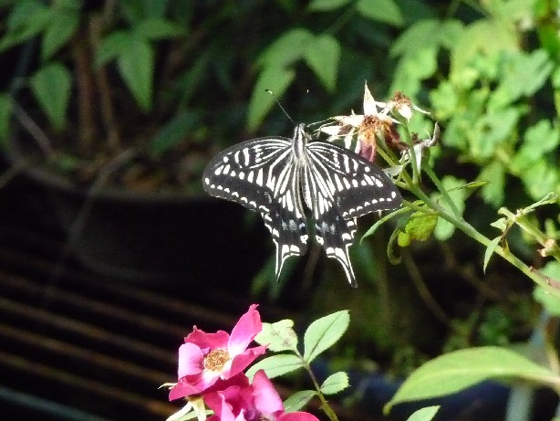 c0108693_18515241.jpg
