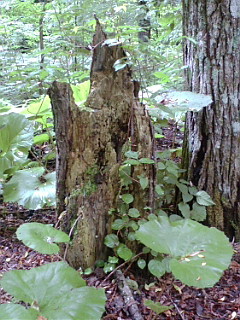 f0200795_8482713.jpg