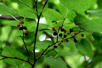 f0041606_4395359.jpg