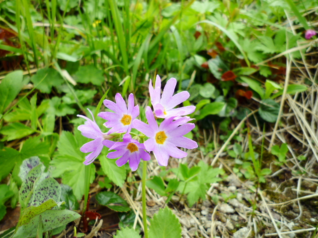 d0170615_1872081.jpg
