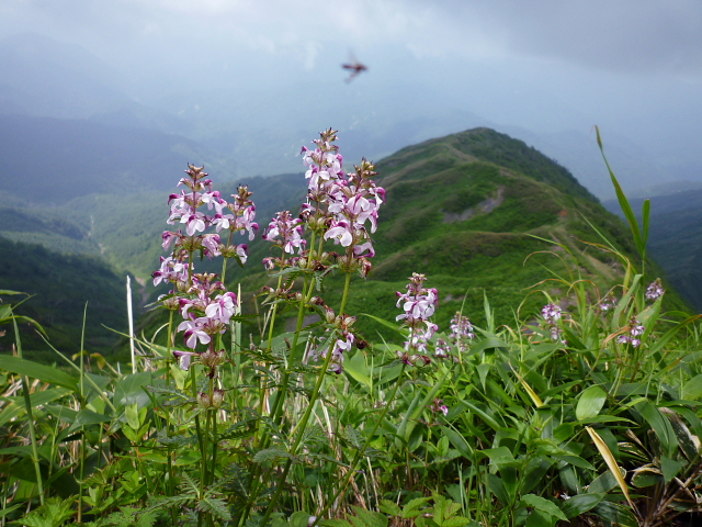 d0170615_18850100.jpg