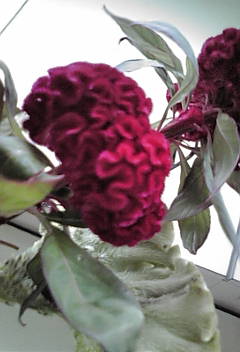 a0098027_14285277.jpg