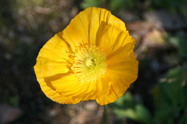 e0064133_0473557.jpg