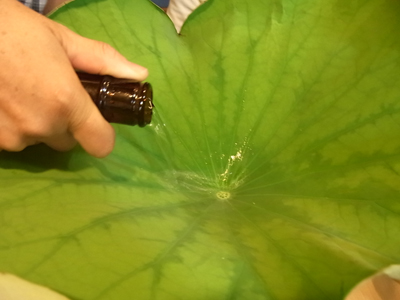 b0019140_1534551.jpg