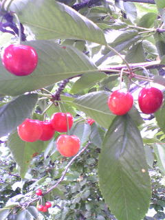 f0199641_16253039.jpg