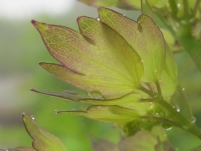 a0007552_8423747.jpg