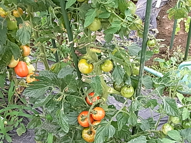 d0160852_19183387.jpg