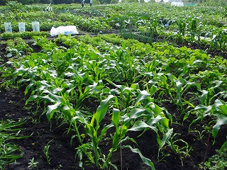 e0004756_21225131.jpg