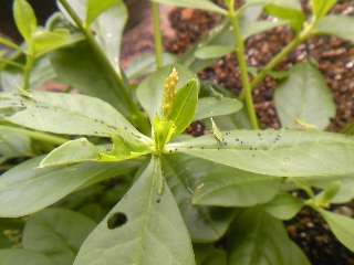 e0098908_2224411.jpg