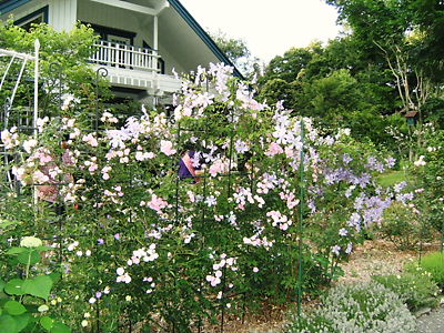 c0029913_017883.jpg