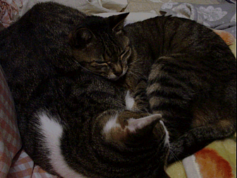 b0024623_13243414.gif