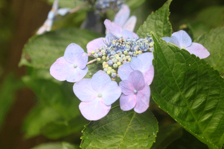 c0221827_14444057.gif