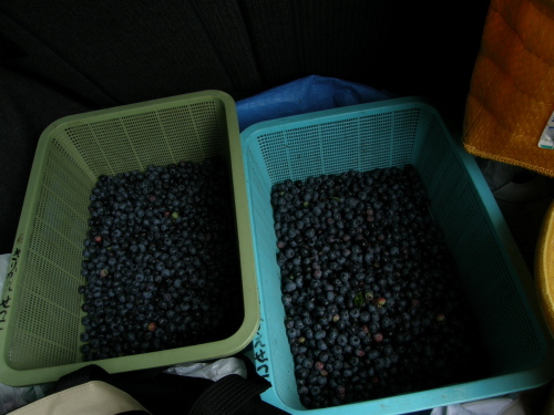 c0034029_234135.jpg