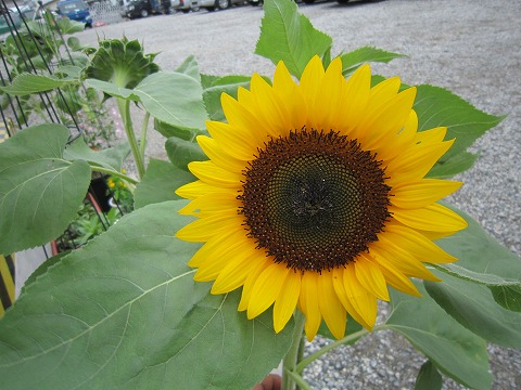 e0051142_22435896.jpg